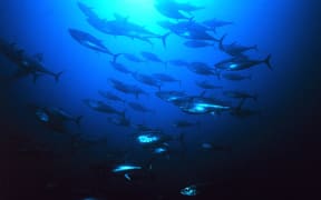 Tuna