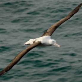 Photo for Northern royal albatross
