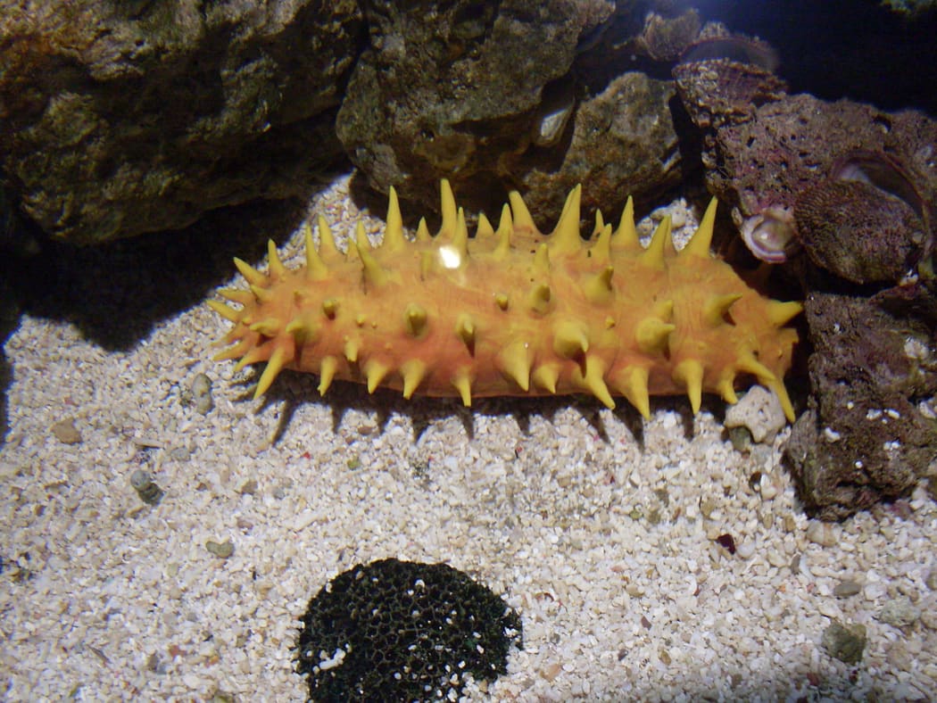 Sea Cucumber