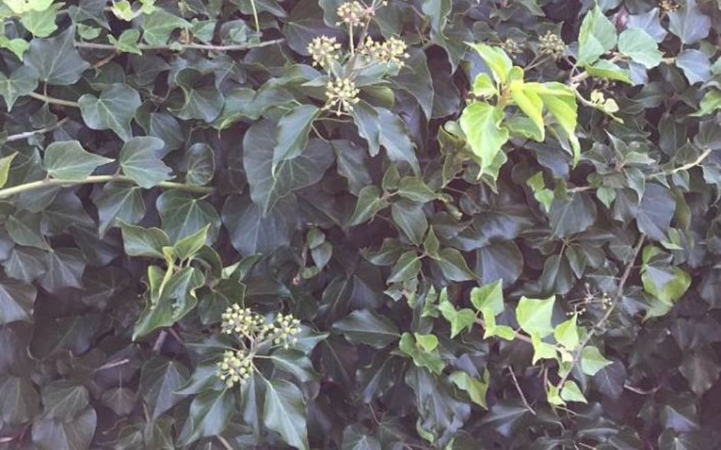 Ivy growing n a garden on Auckland's North Shore