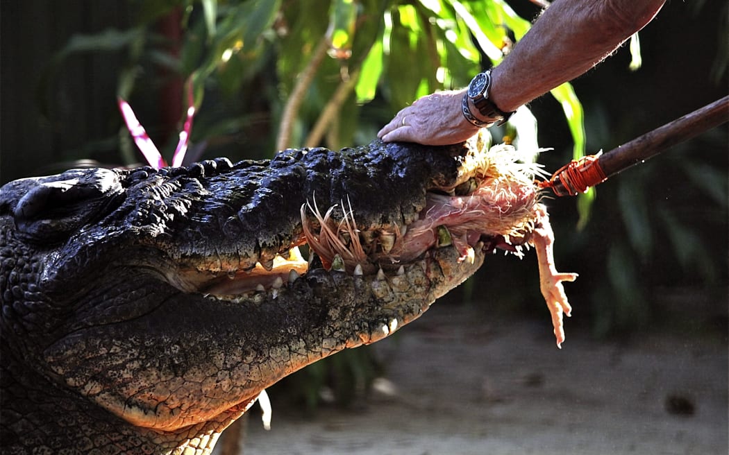 This handout photo taken on on September 14, 2011  and received on February 12, 2013 shows Toody Scott feeding Cassius - who has reclaimed his crown as the world's biggest crocodile in captivity, with his Australian handler saying it will boost business, on Green Island, Queensland.  The 5.48-metre (17 ft 11ins) crocodile, kept in a park on an island off Australia's Queensland, held the record until "Lolong", a 6.17-metre suspected man-eater, was caught in the Philippines 17 months ago.  But with Lolong's death from a mystery illness on Sunday, Cassius is once again on top.  "The Guinness Book of World Records contacted us as soon as Lolong died," Billy Craig, a croc wrangler at Marineland Melanesia where Cassius lives, told AFP.  AFP PHOTO / MARINELAND MELANESIA
----EDITORS NOTE ----RESTRICTED TO EDITORIAL USE MANDATORY CREDIT " AFP PHOTO / MARINELAND MELANESIA" NO MARKETING NO ADVERTISING CAMPAIGNS - DISTRIBUTED AS A SERVICE TO CLIENTS (Photo by MARINELAND MELANESIA / MARINELAND MELANESIA / AFP)