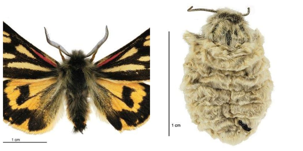 LEFT: Metacrias huttoni maleBirgit Rhode, Landcare Research New Zealand Ltd. RIGHT: Metacrias huttoni female_Birgit Rhode, Landcare Research New Zealand Ltd._