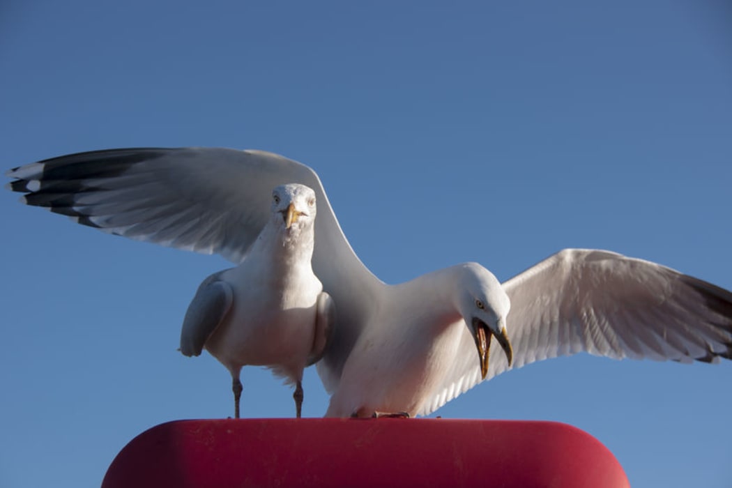 Seagulls
