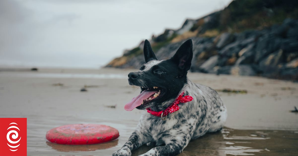 Hot dogs and cool cats - how to keep your pets safe in summer