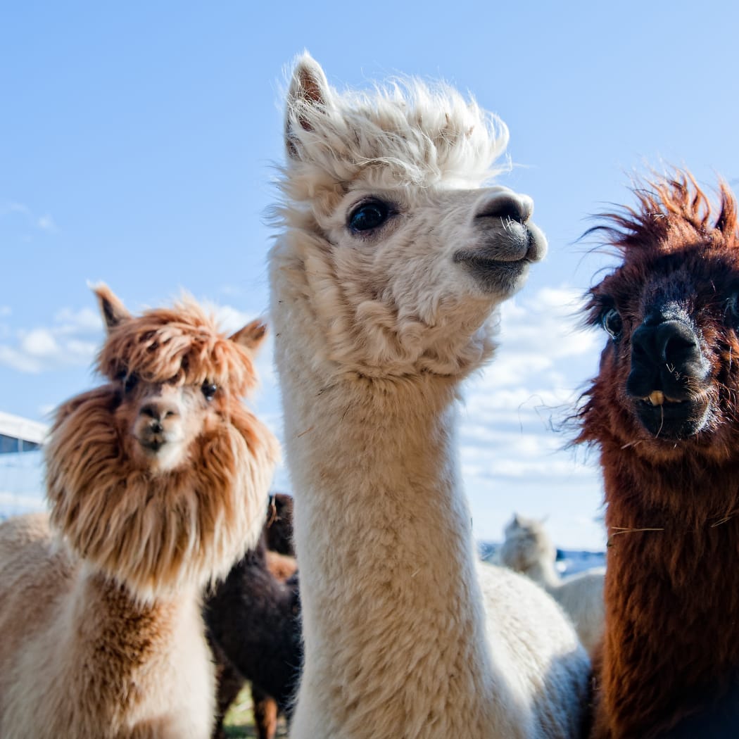 17284842 - three funny alpacas in different colors