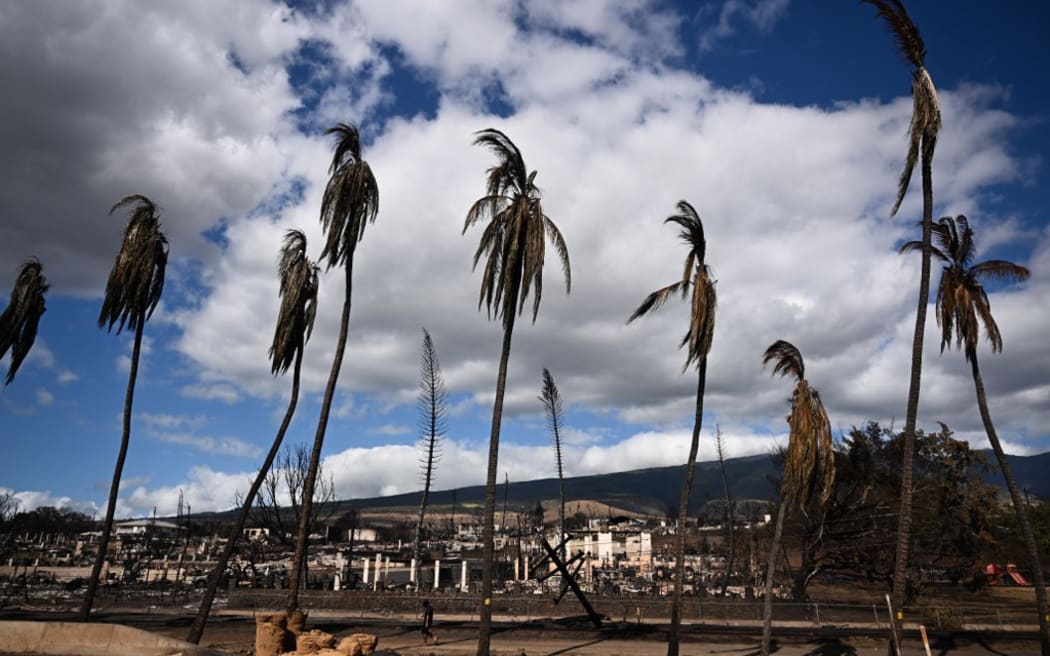 A person walks beneath burned palm trees past destroyed homes in the aftermath of wildfires in Lahaina.
