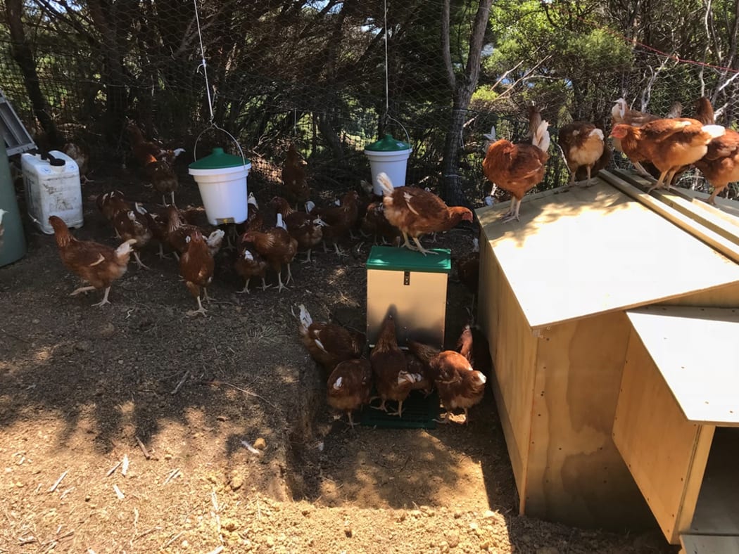 Some of the 200 chickens sent to Great Barrier Island to decimate a population of intrusive Australian skinks.