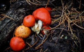 Fungi photographed by Olivia Sisson.
