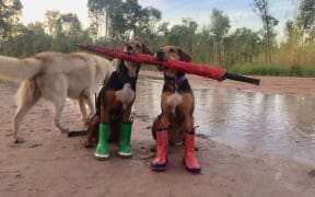 Top Dog Film Festival