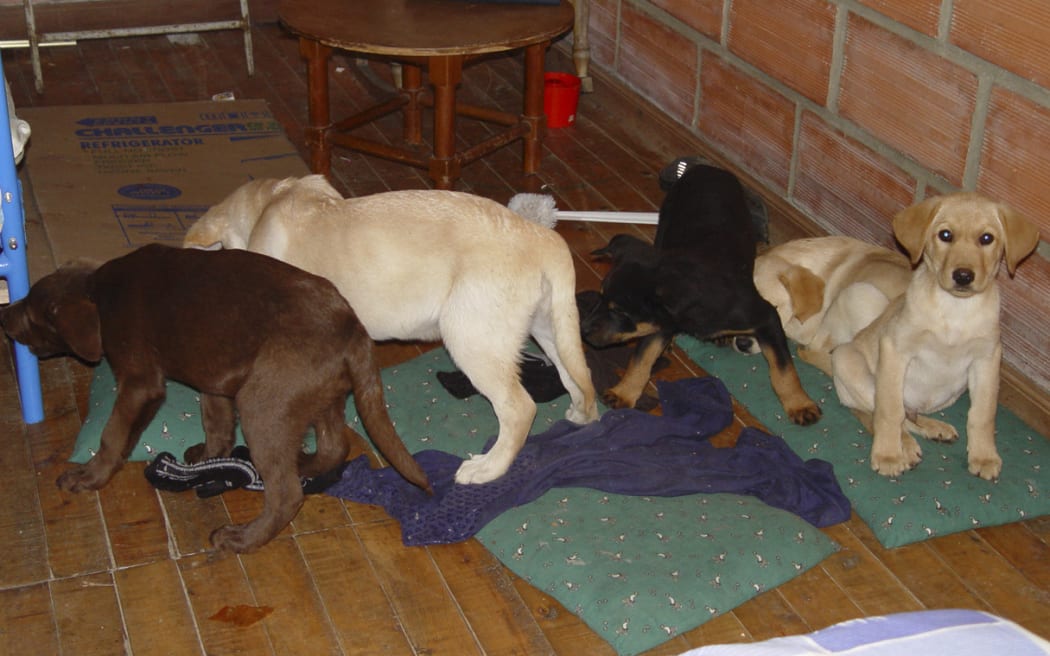 Puppies in a room after they were rescured when drugs were found in them.