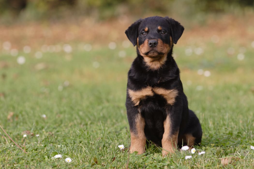 Rottweiler tail docking reason top