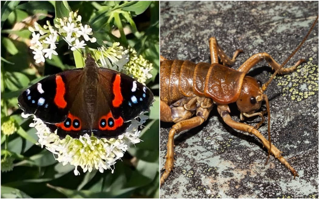 Red Admiral butterfly (left) Tu Ao Wharepapa / Mt Arthur giant wētā (right)