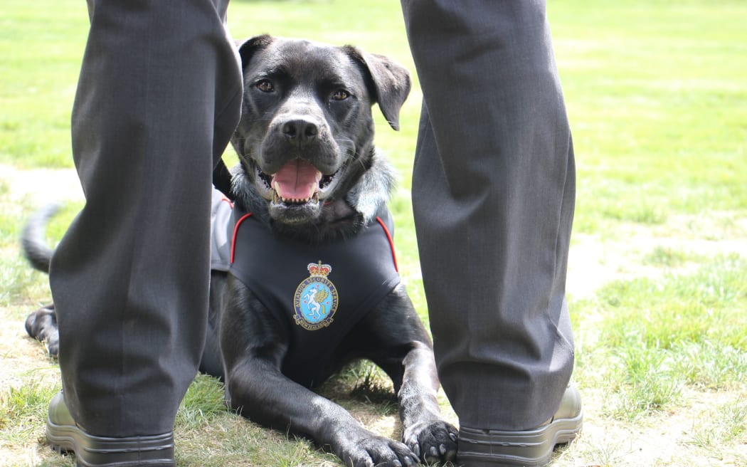 Chevy, who was found on the streets of Porirua.