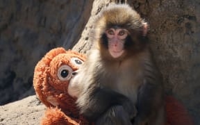 This photo taken on February 19, 2026 shows a seven month-old male macaque monkey named Punch, who was abandoned by his mother shortly after birth, sitting with a stuffed orangutan toy at Ichikawa City Zoo and Botanical Gardens in Chiba Prefecture. (Photo by JIJI PRESS / AFP) / Japan OUT / JAPAN OUT