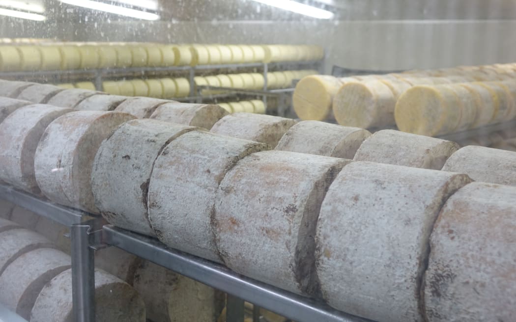 Whitestone Cheese wheels in storage.