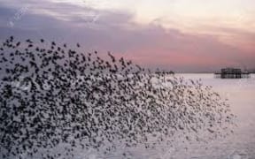 murmuration