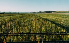 Kanapu Hempery sources hemp seed from crops grown around Hawkes Bay