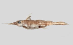 The Australasian narrow-nosed spookfish - scientific name Harriotta avia.