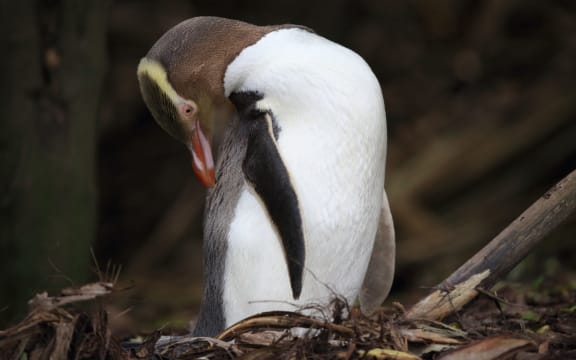 yellow-eyed penguin new zealand