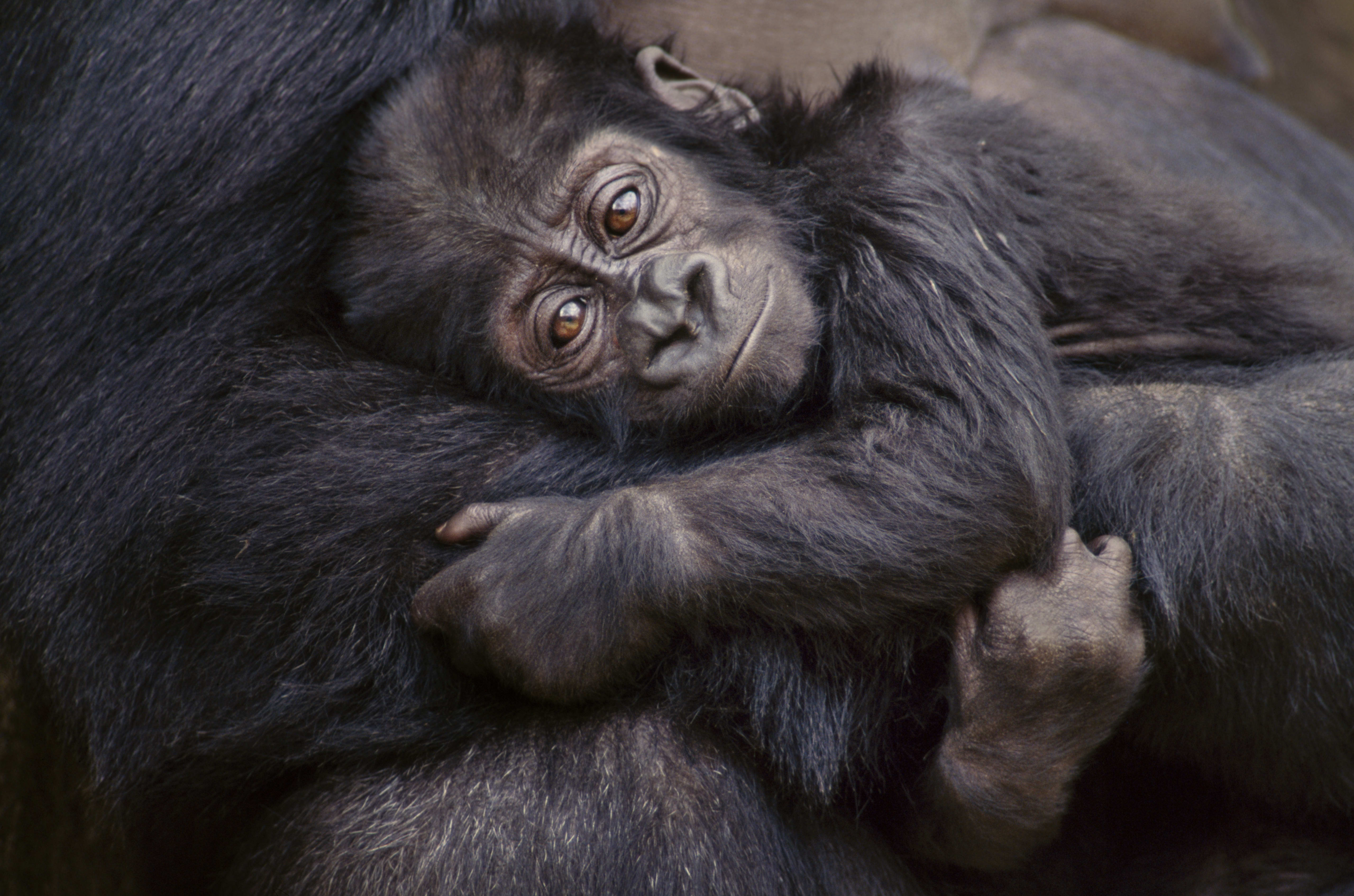 A baby Eastern lowland gorilla in its parent's arms, Kahuzi Biega National Park, Democratic Republic of Congo.