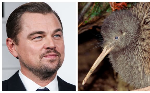 Leonardo DiCaprio praised The Capital Kiwi Project, which traps predators and releases kiwi in a large block of land in the Wellington region.