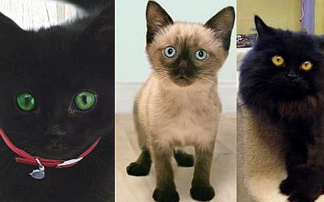 Cleo, Jonah and Bono