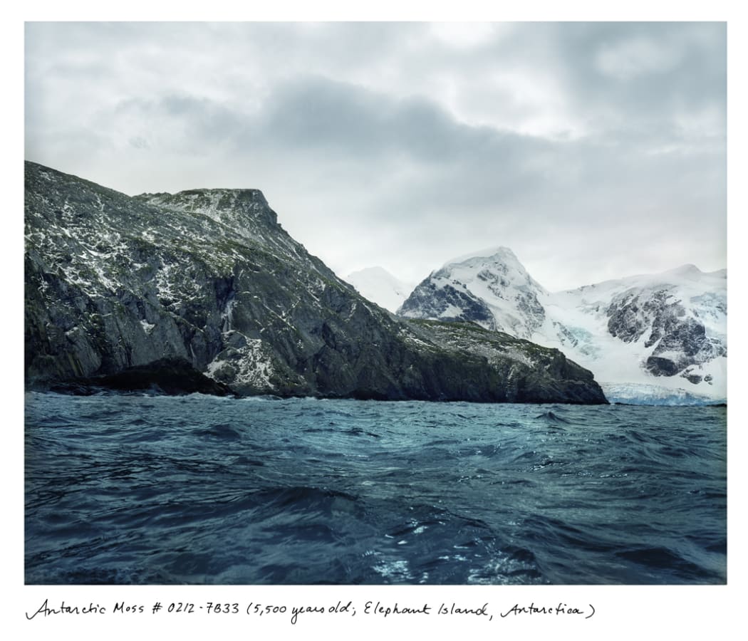 Rachel Sussman's Oldest Living Things project includes 5500-year-old moss on Antarctica's Elephant Island.