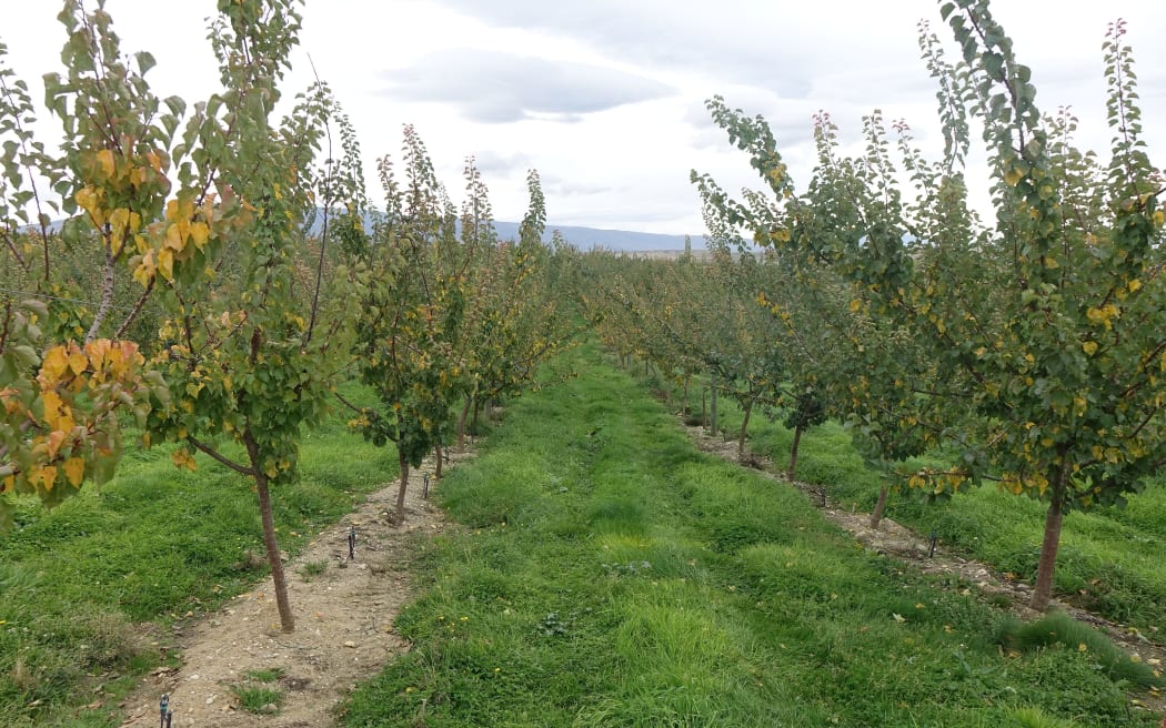 Cherry trees in orchard with grass strip between