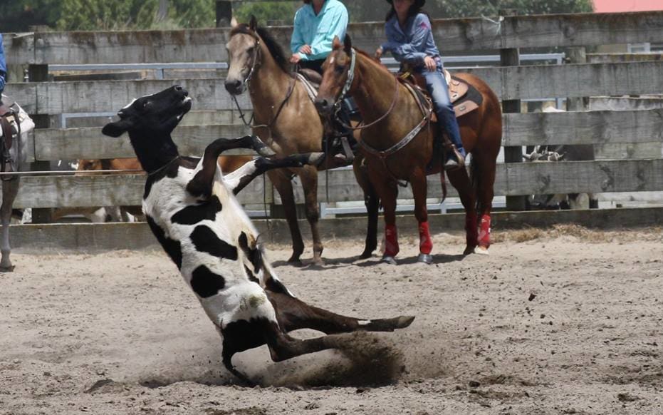 Calf-roping at the Huntly Rodeo 2013