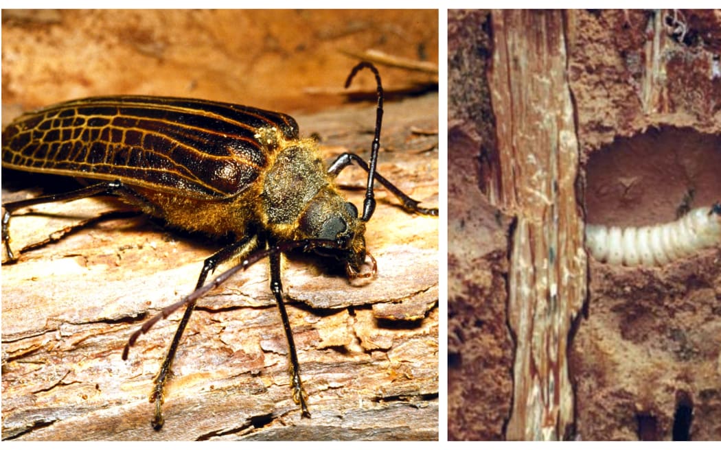 Huhu beetle + huhu grub