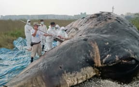 Marine biologists discover a mass of plastic bags and fishing net in the stomach of a dead whale in Taiwan.