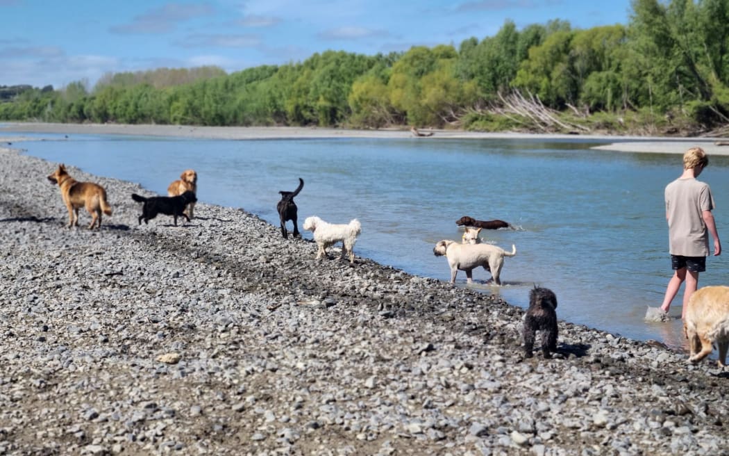 Dogs from the Doggy Farmstay Boarding and Daycare