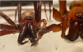 Male and female Cambridgea Foliata