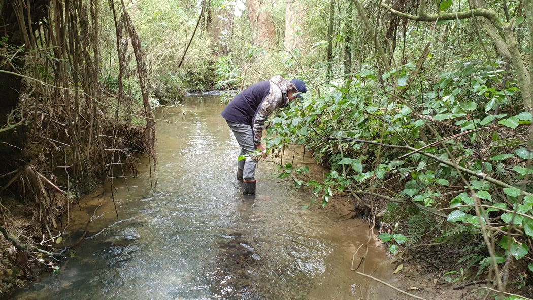 Christine looks for kakahi
