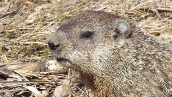 Groundhog Day ?