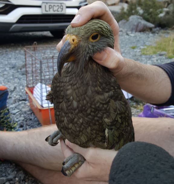 Yellow at the base of the bill and around the eyes mark this as a juvenile kea, just a few months old.