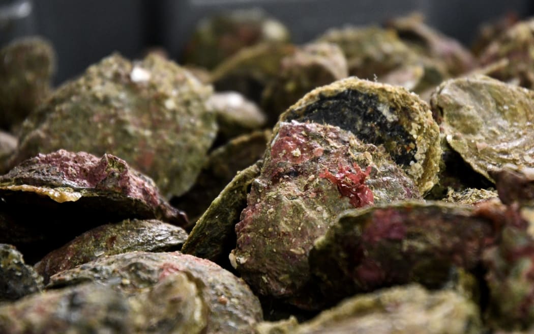 The Bluff Oyster and Food Festival is a big event for the small Southland town (File photo).