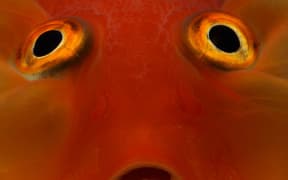 Closeup of a Goldfish.

Biosphoto / Bruno Cavignaux (Photo by Bruno Cavignaux / Biosphoto / Biosphoto via AFP)