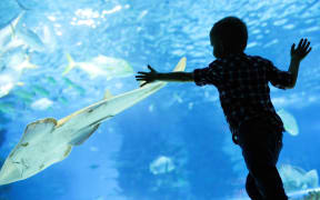 A child watches fish swimming in an aquarium.