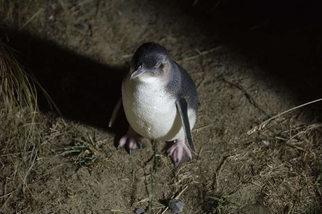 The little blue penguin is the world's smallest penguin, and generally comes ashore at night.