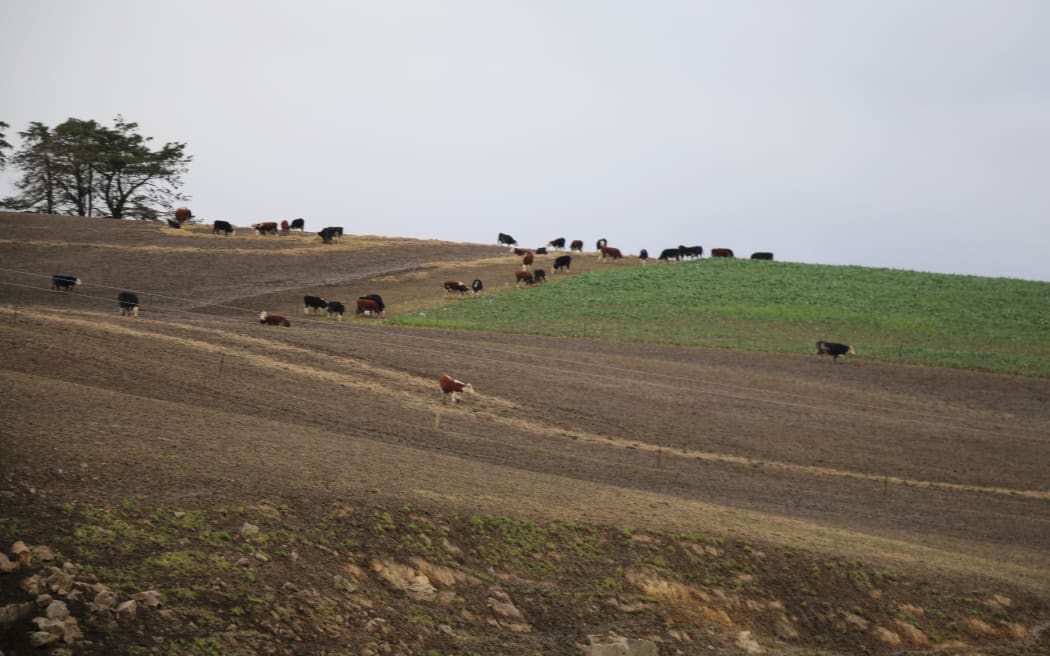 cattle on winter feed