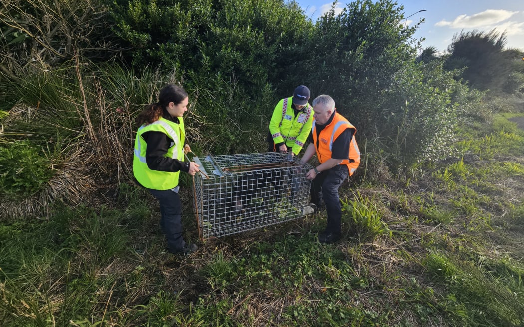 Auckland Council workers trapped a plucky pig that ran wild.