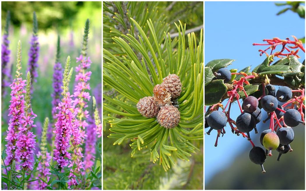 Purple loosetrife, pinus mugo and Darwin's barberry