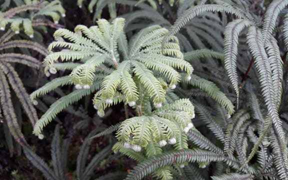 Ferns, Tongariro National Park