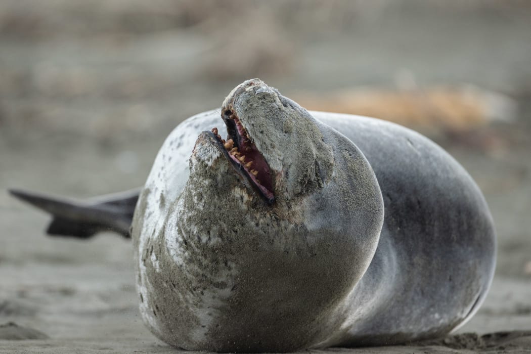 Leopard seal at a Christchurch beach. (This photo was shot with a telephoto lens, to obey the DOC advice about keeping a safe perimeter).