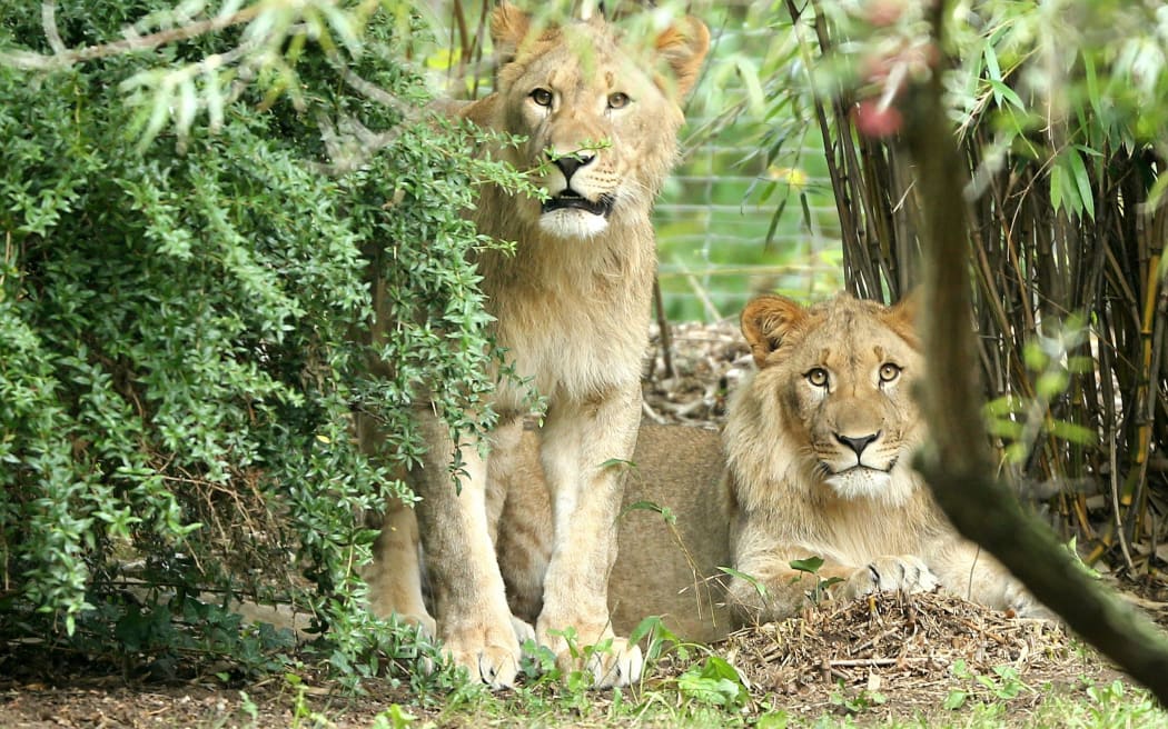Male lions Motshegetsi (L) and Majo in their enclosure at the zoo in Leipzig, eastern Germany.