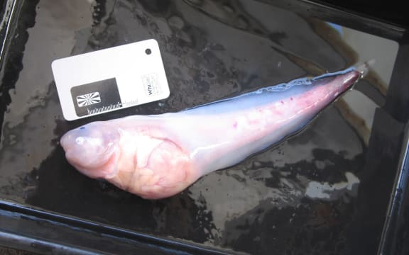 One of the five hadal snail fish caught.