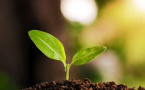 A young plant