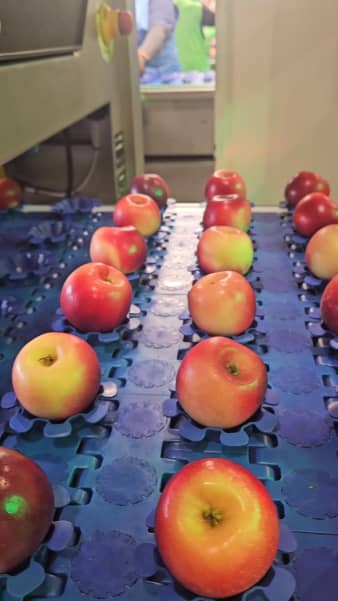 Apple grading in Hawke's Bay.