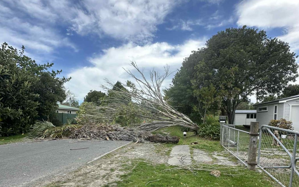Wind downs tree in Hawke's Bay.